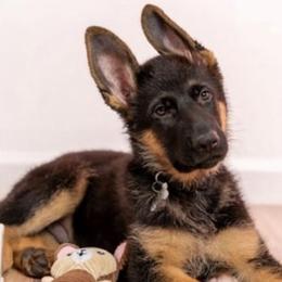 German Shepherds and Golden Retrievers from Le Blanc’ English Goldens and Shepherds LLC