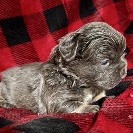 Twilight - Liver male French Bulldog puppy in Columbus, Ohio from Kallie’s Kennel