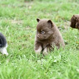 Buttercup - Chocolate female Pomeranian puppy in Saint Ignatius, Montana from Pomeranians Montana