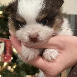 Pomeranians from The Dog House at Hidden Acres Farm