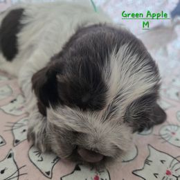 GREEN APPLE - Liver white and roan male English Springer Spaniel puppy in Brodhead, Wisconsin from Pinwheel Acres