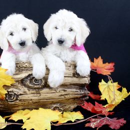 Bernedoodle and Goldendoodle Puppies from Dawg'on Doodles