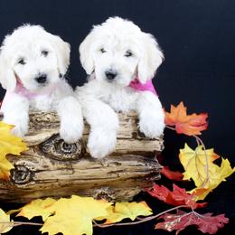 Bernedoodle and Goldendoodle Puppies from Dawg'on Doodles