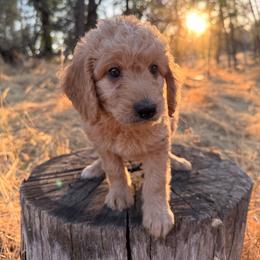 Cedar - Apricot male Goldendoodle puppy in Redding, California from O’Hara  Doodles