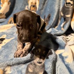 Brown - Black roan male German Shorthaired Pointer puppy in Jackson, Georgia from Rosengrace Gsps (formerly Tiner GSP’s)