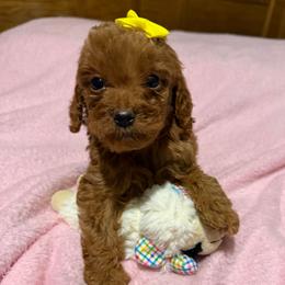 Lucy - Apricot female Goldendoodle puppy in Centralia, Missouri from Oodles Of Doodles Mo.