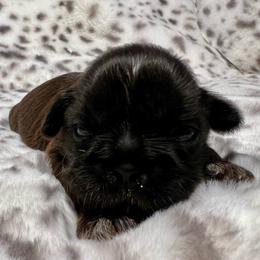 Girl 3 - Black female Shih Tzu puppy in Sherman, Texas from Shannon’s Sugar Sweet Shih Tzu’s