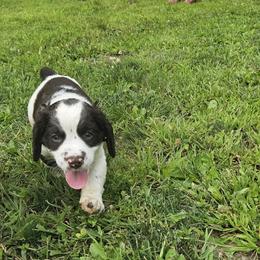 English Springer Spaniel Puppies from Painters Lane Livestock
