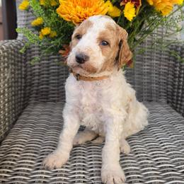 Vanilla (brown collar) - Parti female Poodle puppy in Plainfield, New Jersey from Caris Paws Poodles and Labradoodles