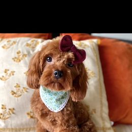 Cavapoo and Goldendoodle Puppies from French Creek Doodles