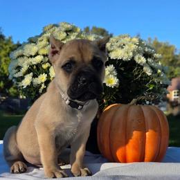 Asher - Fawn male Cane Corso puppy in Elkhart, Indiana from Martins Almighty Cane Corsos