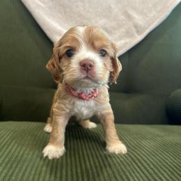 Pink Collar Girl - Buff and white female Cocker Spaniel puppy in Simms, Texas from Clayton’s Cocker Spaniels