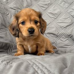 Girl 3 Red Dapple - Dapple female Dachshund puppy in Casa Grande, Arizona from Short n Sassy Dachshunds of AZ
