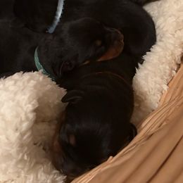 Breezy - Black and mahogany female Rottweiler puppy in Kinston, North Carolina from Domov Kartelu Rottweilers