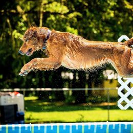 German Shepherds and Golden Retrievers from Lace's High Flying German Shepherds And Golden Retrievers