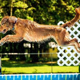 German Shepherds and Golden Retrievers from Lace's High Flying German Shepherds And Golden Retrievers