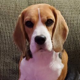 Luna - Beagle