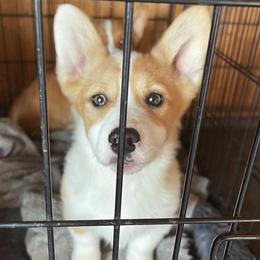 Pembroke Welsh Corgi Puppies from Gotta Chase Em All Corgis