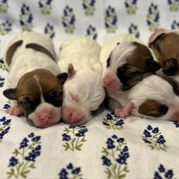 Russell Terrier puppies from Bar Rafter C Shorty Jacks