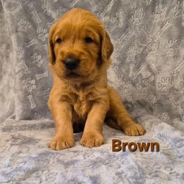 Brown - Dark golden male Golden Retriever puppy in Taft, Tennessee from McGraw's Fetching Pups