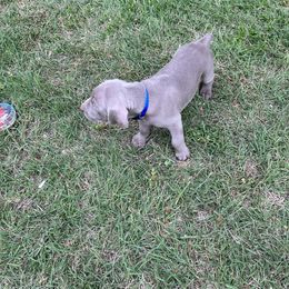 Boy 1 - Weimaraner puppy in Lone Camp, Texas from Bullard’s Weimaraners
