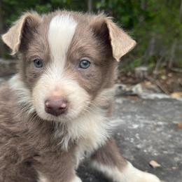 Yogi - Yellow male Miniature Australian Shepherd puppy in Berryville, Arkansas from 2Lazy2P Mini Aussies