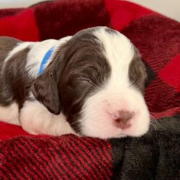 Blue - Liver and white male English Springer Spaniel puppy in Tea, South Dakota from Mindy Haliburton