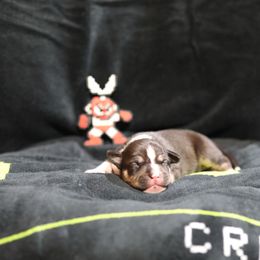 Cutman - Black male American Staffordshire Terrier puppy in Hohenwald, Tennessee from AptiBull Terriers