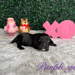 Purple girl - Black and white female Bernedoodle puppy in Modesto, California from Two Doods Doodles