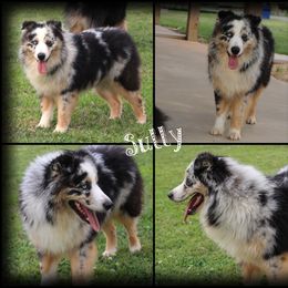 Sully - Australian Shepherd