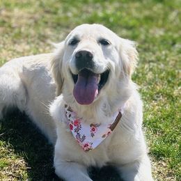 Golden Retrievers from Alfalfa Lane Adventures