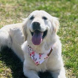 Golden Retrievers from Alfalfa Lane Adventures