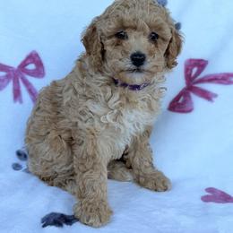 Kiki - Apricot female Poodle puppy in Readfield, Maine from Falling Star Poodles