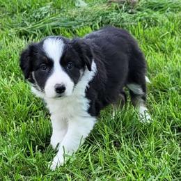Girl 3 Peach - Tri-color Border Collie puppy in Morgan, Texas from Shooting Star Ranch