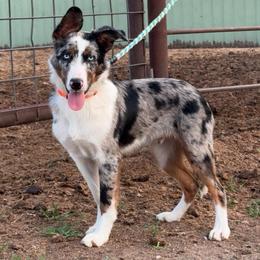 Ringo - White and blue merle male Border Collie puppy in Oberlin, Kansas from Hangin R Kennels
