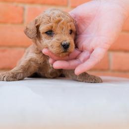 Aussiedoodle and Goldendoodle Puppies from Ever After Doodles Arizona