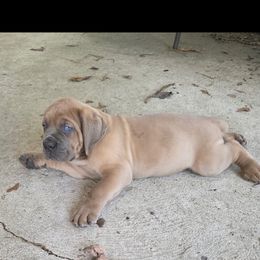 Cane Corso Puppies from Gina Dash