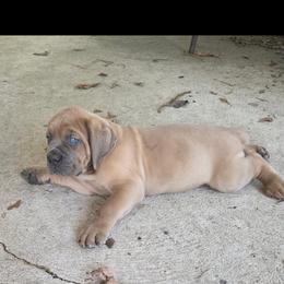 Cane Corso Puppies from Gina Dash