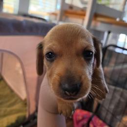 Blue - Red male Dachshund puppy in Lebanon, Missouri from Helping Hands, LLC