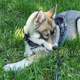Siberian Husky Puppies from Crazy Cookies Huskies