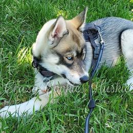 Siberian Husky Puppies from Crazy Cookies Huskies