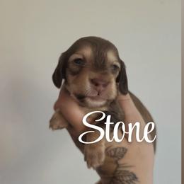 Stone - Cream male Dachshund puppy in Grants Pass, Oregon from Redwood Dachshunds