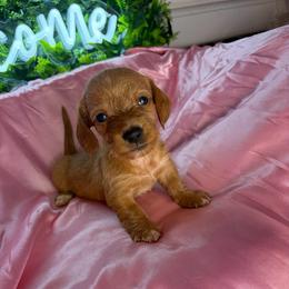 Candy - Wheaten female Dachshund puppy in Lake City, Florida from My Ditzy Doxies of Florida
