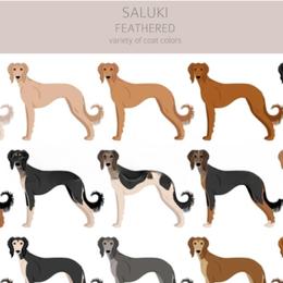 Male 7 - Fawn male Saluki puppy in Steamboat Rock, Iowa from River Valley Canines