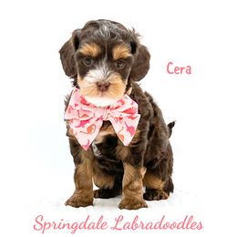 Cera - Chocolate female Australian Labradoodle puppy in Greensboro, North Carolina from Springdale Australian Labradoodles