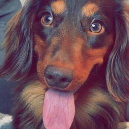 Dachshunds from Southern Paws Dacshunds