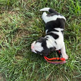Giant - Black white and tan male Beagle puppy in Sacramento, California from Alton Beagles