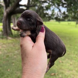 Cocoa - Liver female Miniature Schnauzer puppy in Silver Creek, Mississippi from Mamie’s Minis, LLC