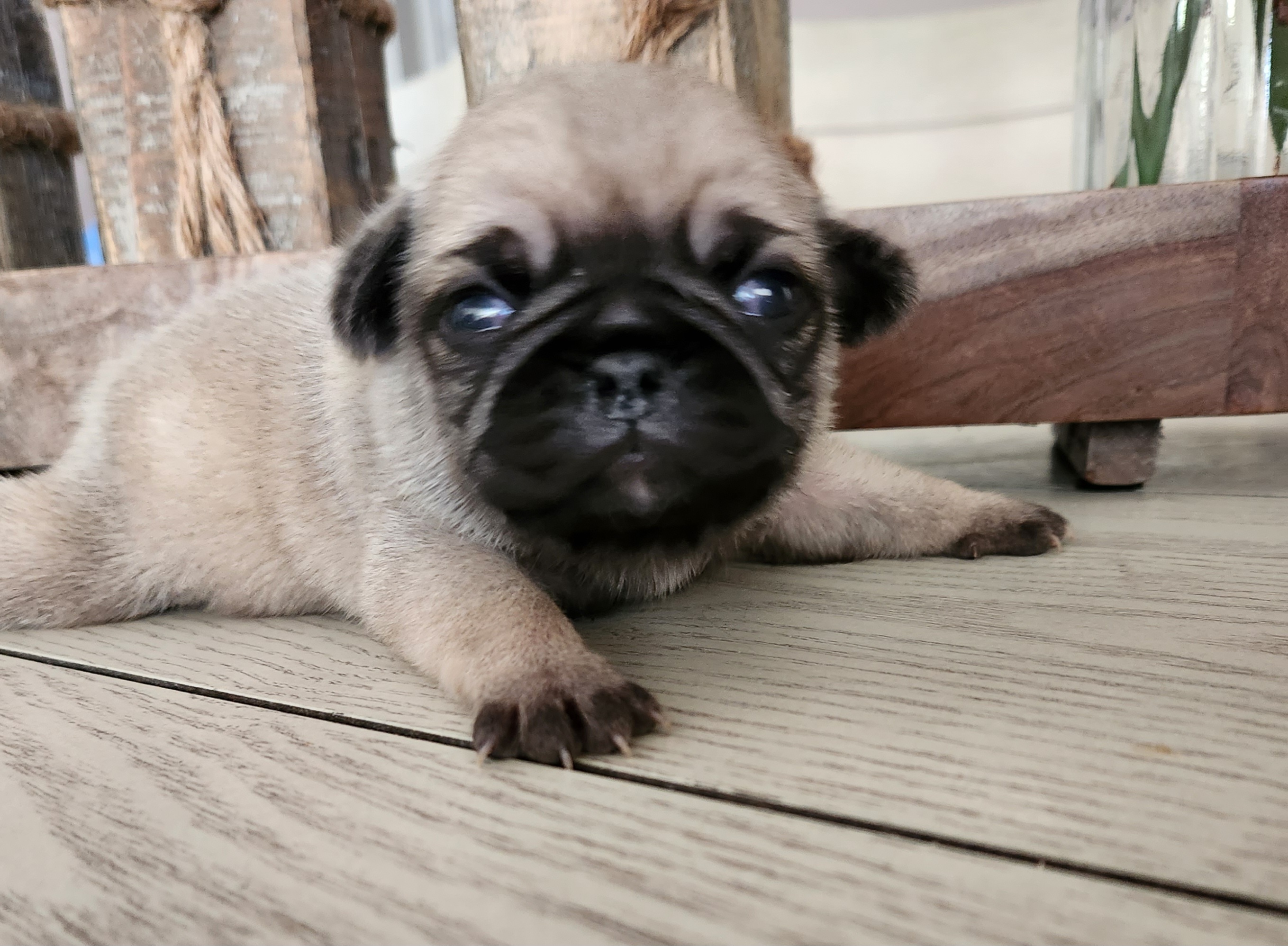 Pug puppies from Pukka Pugs