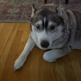 Siberian Husky puppies from Toe Bean Huskies